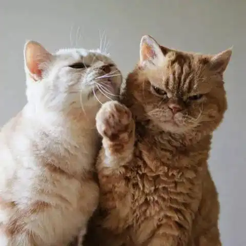 女人专属头像大全猫将