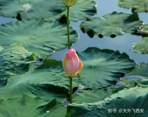 大唐芙蓉园里面的荷花