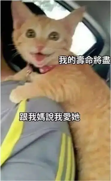 表情包你说这话我都想打你