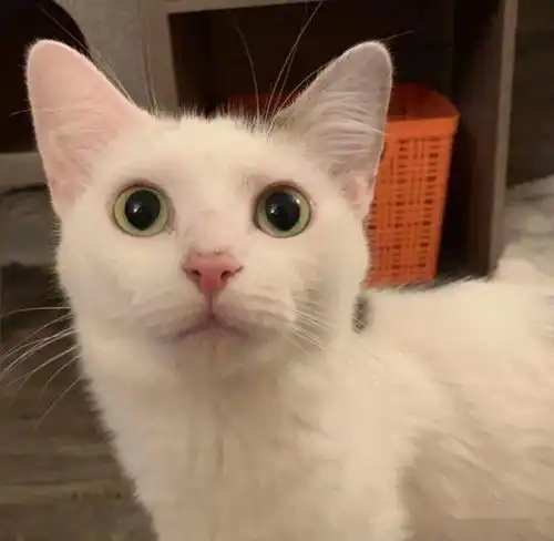 女孩回老家捉流浪猫,只捉到6只小猫,母猫却偷偷坐她车来找小猫