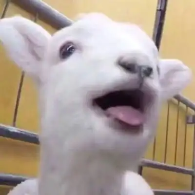 搞怪沙雕又可爱的动物微信头像微信头像我要个性网