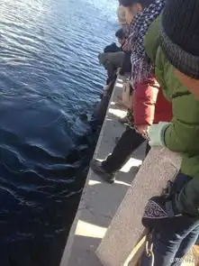 路人联手救落水者成功救出一女子和老人4