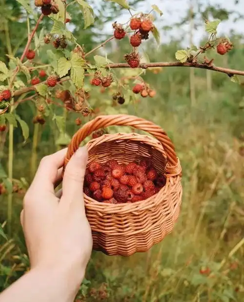 97年小仙女隐居森林,刺绣做甜品,治愈无数网友太羡慕了