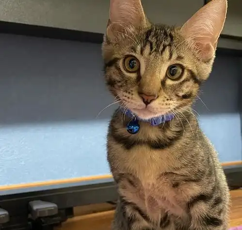 两个月大的小猫差点被安乐死,好心人及时救下,现在美哭