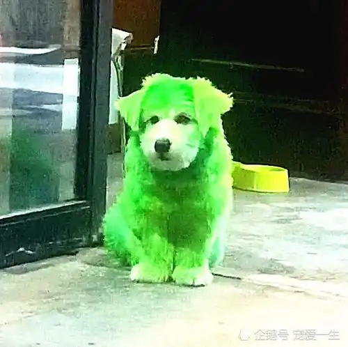 主人临时出差,把狗狗寄养在女友家,回来后,这模样让他傻眼