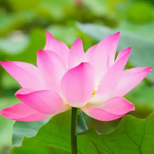 适合妈妈高雅微信头像,妈妈用的荷微信头像荷花图片