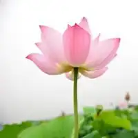 男士招财好运微信头像微信头像图片大全