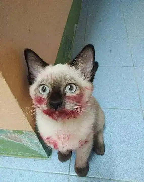 猫咪嘴巴红彤彤的,女子还以为受伤了,凑近后你个败家子