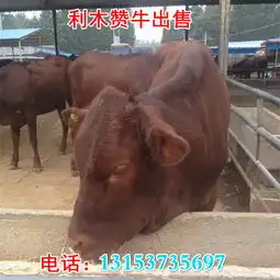 育肥牛犊价格-黄页88网