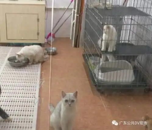 女孩宠物店内推门夹死小猫被网暴,店长发声