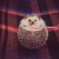 超可爱小刺猬微信头像