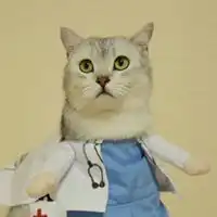 小猫头像可爱戴帽子