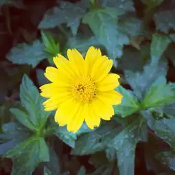 这种路边的小黄花叫什么