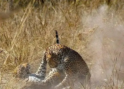 杭州金钱豹到极限了不惜用红外设备和无人机,为何一定要追回