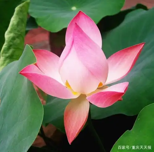 一个人的失败,往往都是从对别人说自己这二个秘密开始的,要忍住