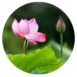 世之素食者多强健,肉食者多疾病