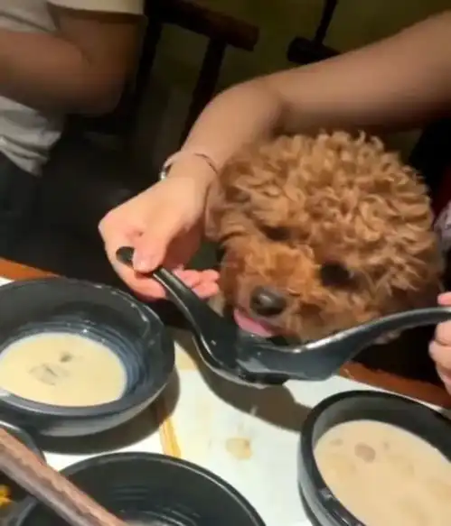 无锡女子用餐勺舀汤喂宠物店长餐具都扔掉了