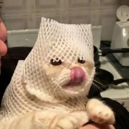 可爱动物头像,狗狗小猫猛男专属你快来吧