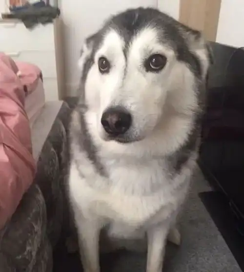 要跟哥哥争爸爸,又要和弟弟抢妈妈,史上最累哈士奇就酱丨每日午间报