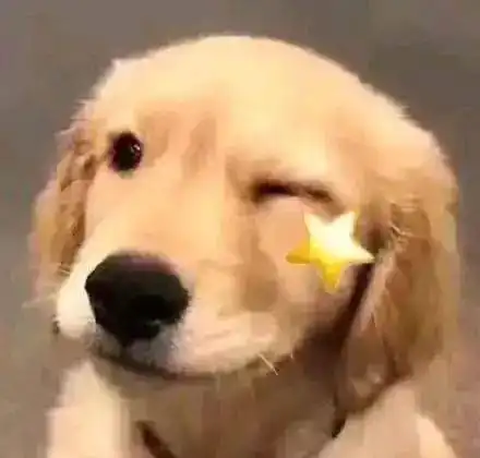 沙雕又可爱动物头像