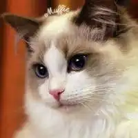 猫头上有朵花的头像微信头像图片大全