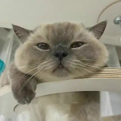 无水印女生头像猫咪