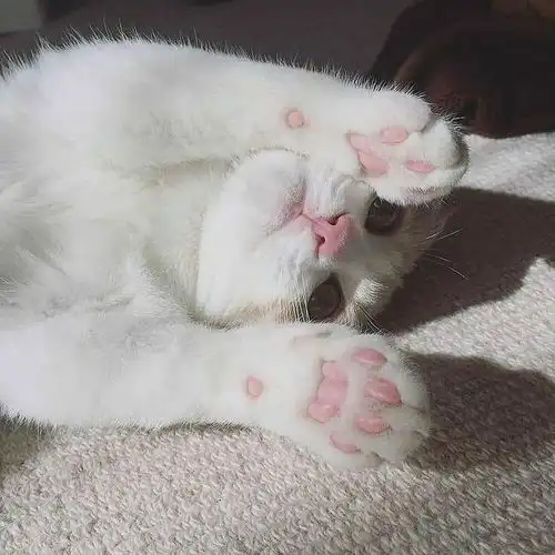 ins沙雕可爱头像