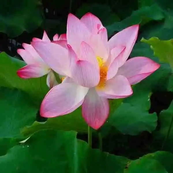 24号25号26号,转大运发旺财,100特好消息,12月天上掉财