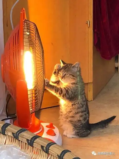 杂货店里的小猫咪,太懂事了,这么冷的天还在帮家里看店