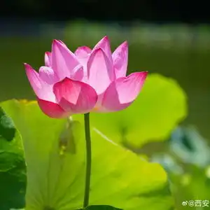 微信头像荷花女孩大唐芙