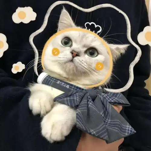 猫咪情侣头像高清