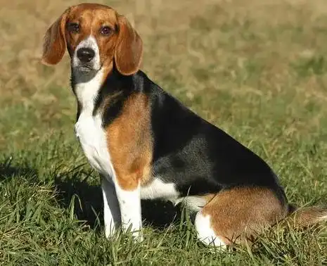 因吃牛羊肉百人被隔离假造谣者已经被罚款拘留