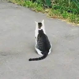 猫咪后背上的花纹很独特,网友物以稀为贵,遇到这种猫有福气了
