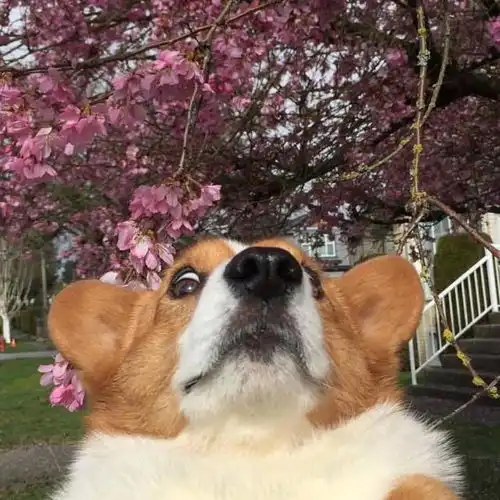 萌萌的可爱治愈系幽默段子,治愈你的不开心