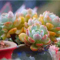 多肉植物头像唯美微信头像图片大全