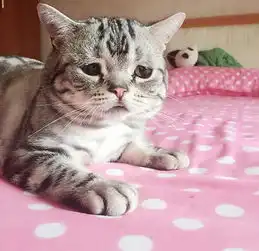 忧伤脸小猫网络爆红可怜相惹人怜