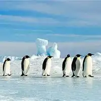 南极微信头像唯美南极洲头像