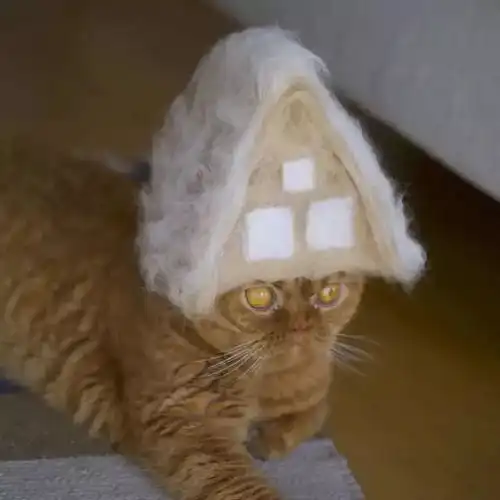 创意日本夫妻养了三只猫收集猫毛给它们做帽子