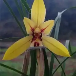 春兰新品,带型,透板大黄花,带花