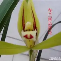 春兰新品黄花