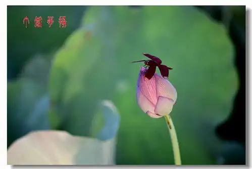 夏日炎炎,旗袍美女荷你相约铅山天柱山消夏避暑