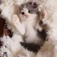 超萌猫咪头像高清无水印微信头像图片大全