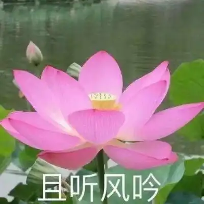 佛系莲花头像女禅意