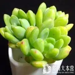 有诗意的头像女生多肉植