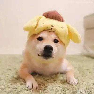 2023最新超萌狗狗微信头像