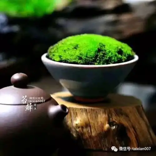 养一盆青苔,禅意清远