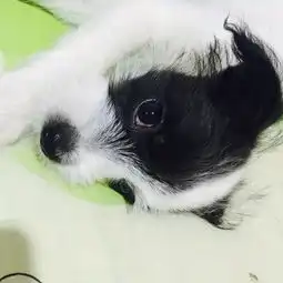 你是怎么给你的宠物起名的