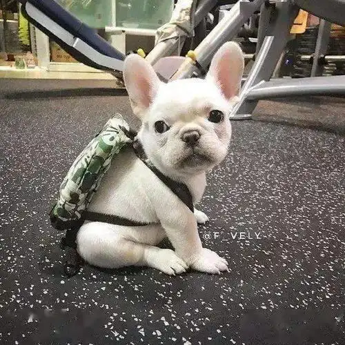 悉尼华人女孩不给宠物治病...没想到,直接被rspca告了