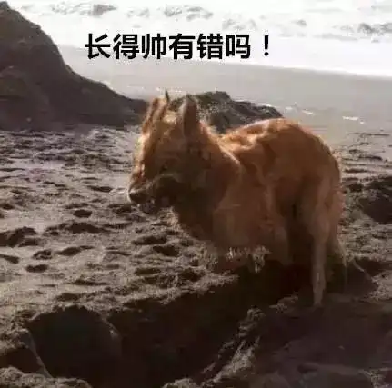对于生娃这件事,金毛可不是省油的灯