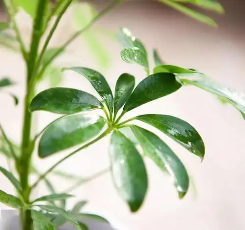 这些花是二手烟的克星,家里有烟鬼的,赶紧养几盆